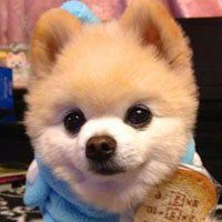 可爱小狗头像萨摩耶