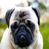 健乐小狗头像儿童书包