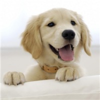 可爱小狗头像萌萌哒