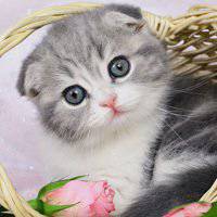 可爱小狗头像黑白色