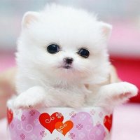 暴发户小狗头像