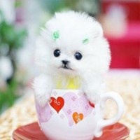 小狗头像斑点狗