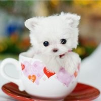 小女孩与小狗头像