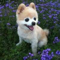 可爱雪白小狗狗头像