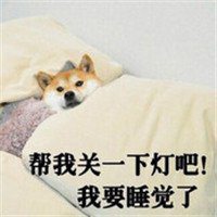 白底小狗头像