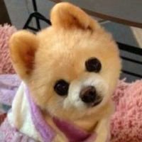 孙俪微博小狗头像