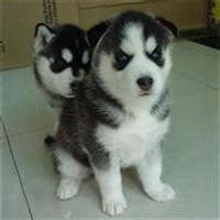 小狗头像筒笔画