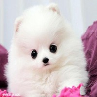 一个男孩一个小狗头像