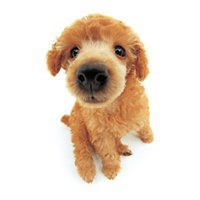 小狗头像拍照软件