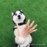 小狗头像拍照软件