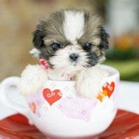 男人和小狗头像