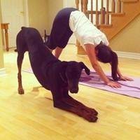 小狗头像简笔画表情