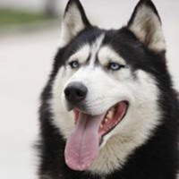 小辫子小狗头像