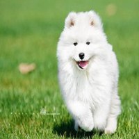 小狗头像折叠视频