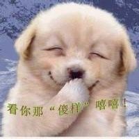 钱小佳小狗头像