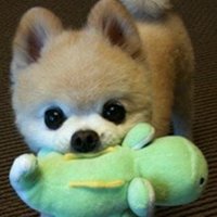 小狗头像画法视频