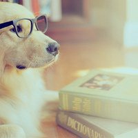 小狗头像+微信+卖萌