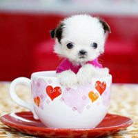 小辫子小狗头像