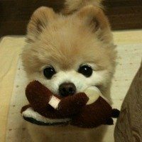 钱小佳小狗头像