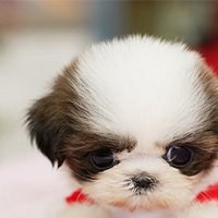 小狗头像红色打底