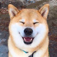 哪个明星用小狗头像