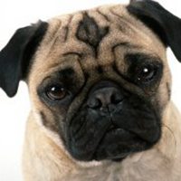 戴眼镜小狗头像男生