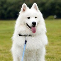 小狗头像斑点狗