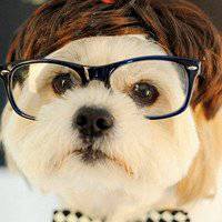 戴眼镜小狗头像男生