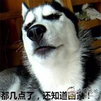 爆笑星际2小狗头像