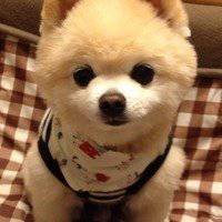 可爱雪白小狗狗头像