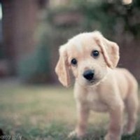 男人和小狗头像