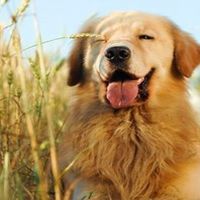 小狗头像折叠视频教程