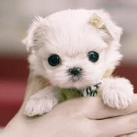 晴天小狗头像标准