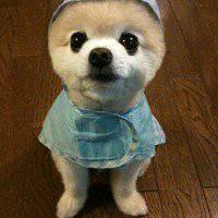 小狗头像画法视频