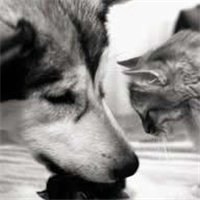 小狗头像画画像