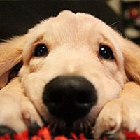 一个男孩一个小狗头像