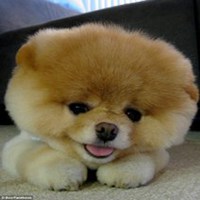 小男孩抱小狗头像