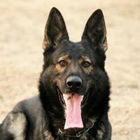 霸气小狗头像男生