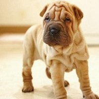 可爱雪白小狗狗头像