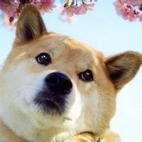 可爱小狗头像带数字