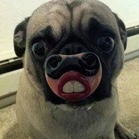 小狗头像+微信头像