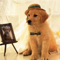 动漫女抱小狗头像