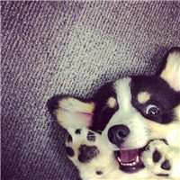 西卡微博小狗头像