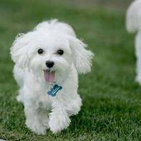 可爱小狗头像带数字