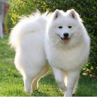 红色动画小狗头像男生