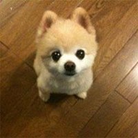 粉色背景小狗头像