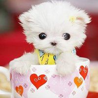 可愛小狗头像素描