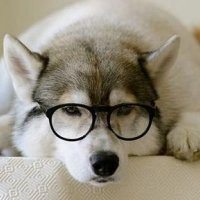 小狗头像+微信头像