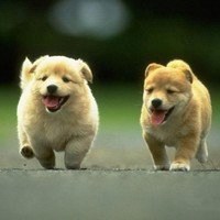 小狗头像折叠视频教程