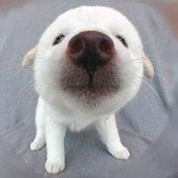 一个男孩一个小狗头像